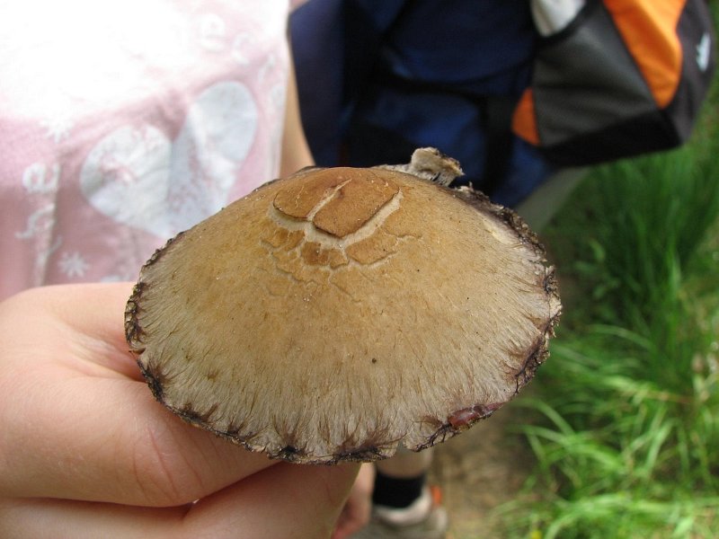 Psathyrella lacrimabunda 2